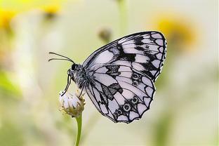 aa